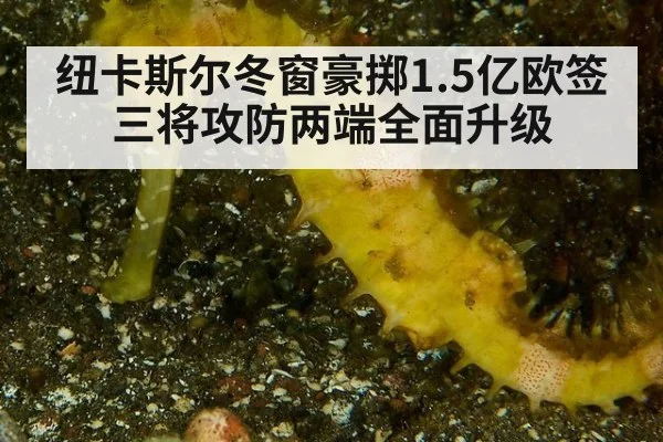 纽卡斯尔冬窗豪掷1.5亿欧签三将攻防两端全面升级